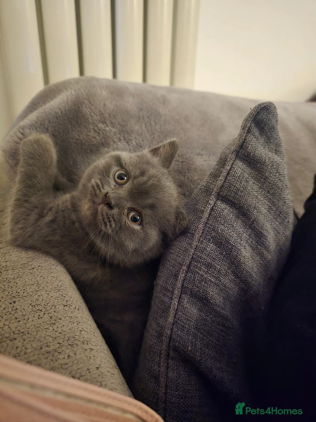 British Shorthair cats for sale: 3 British Shorthair Kittens  - Advert 4