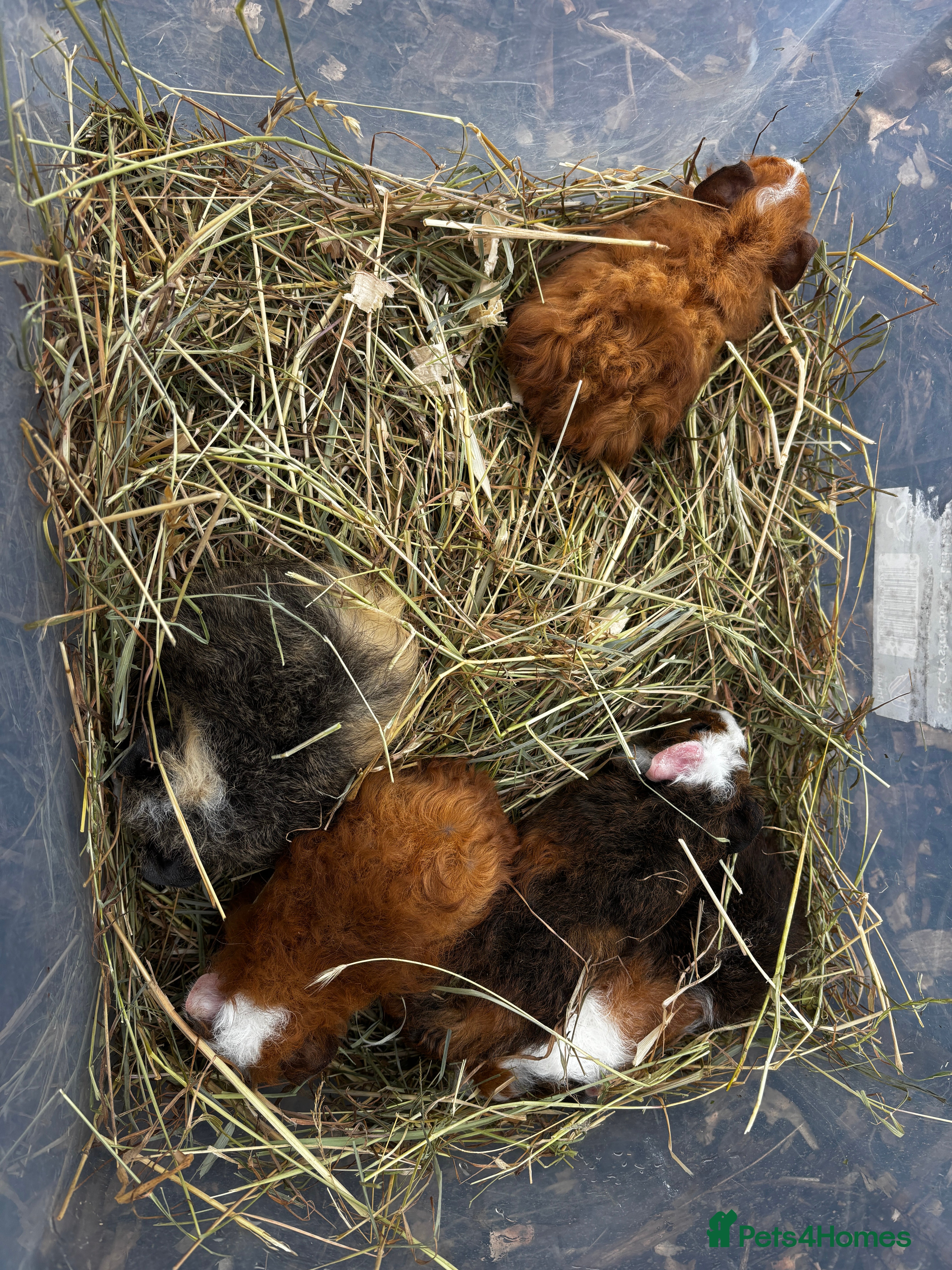 Guinea Pig rodents 5 girls £30 each 1 boy £25 ready now sociable  - Advert 12