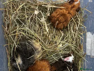 Guinea Pig rodents 5 girls £30 each 1 boy £25 ready now sociable - Advert 12