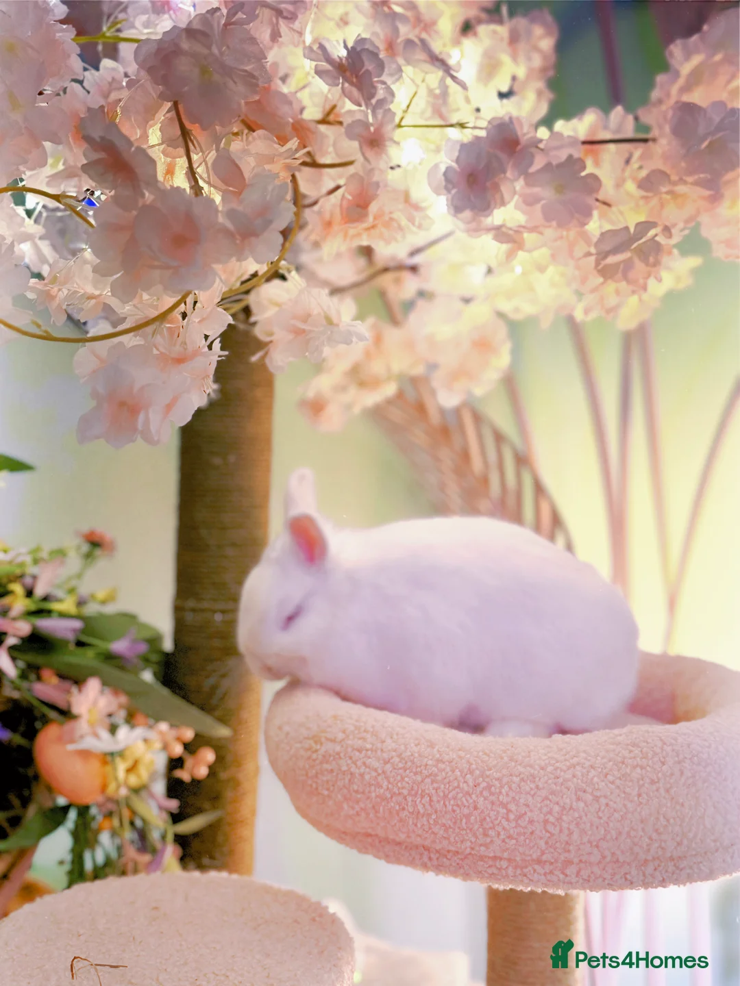 Netherland Dwarf rabbits for sale: Urgent rehoming. Young Netherland dwarf+ mini lop - Advert 14