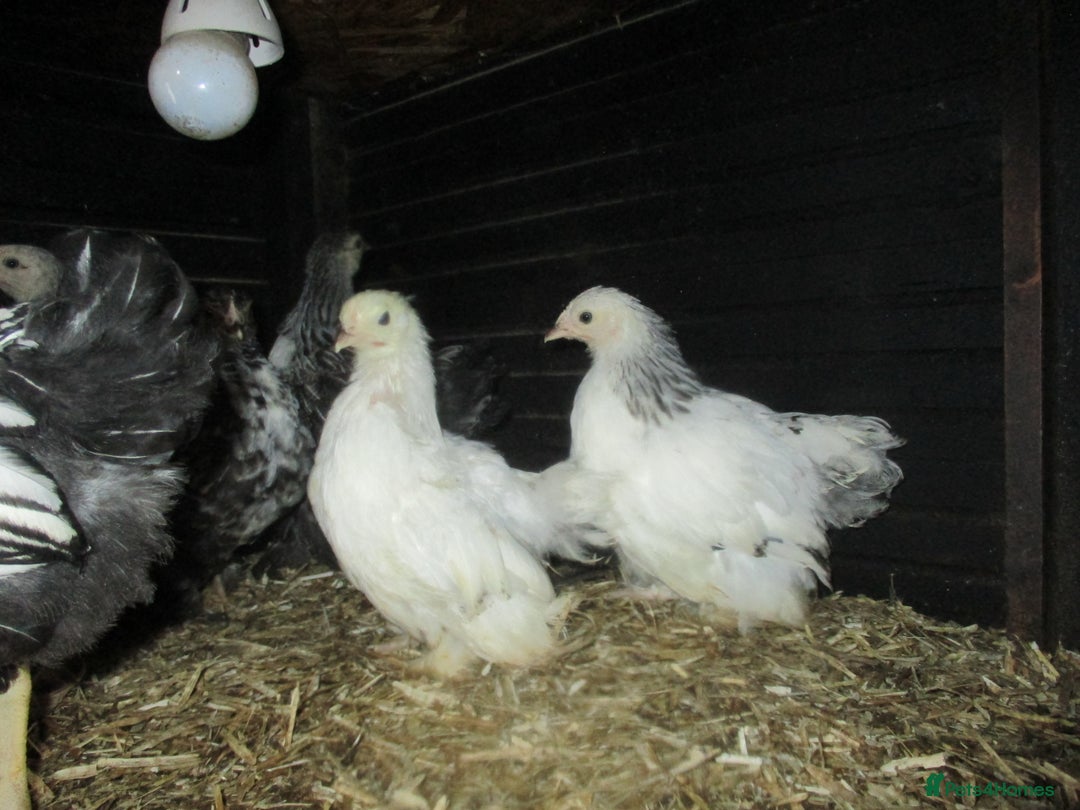 Chickens poultry for sale: Pekin bantam pullets, Silver/Black & Columbian - Image 3