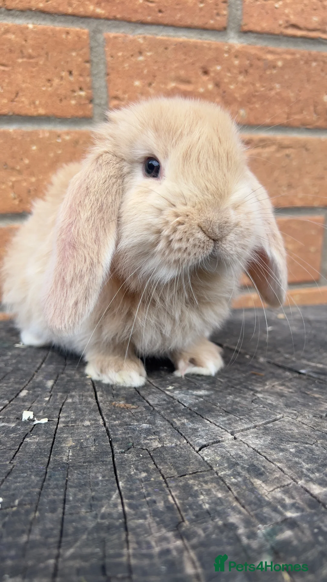 French Lop rabbits for sale: Quality French Lop Rabbits - Advert 2