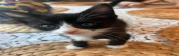 Mixed Breed cats for sale: Beautiful Maine Coon Mix Kittens in Boston - Advert 2