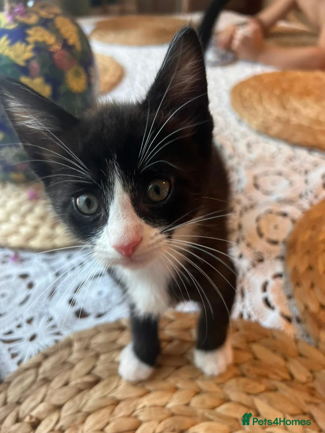 Mixed Breed cats for sale: Beautiful Maine Coon Mix Kittens in Boston - Advert 2