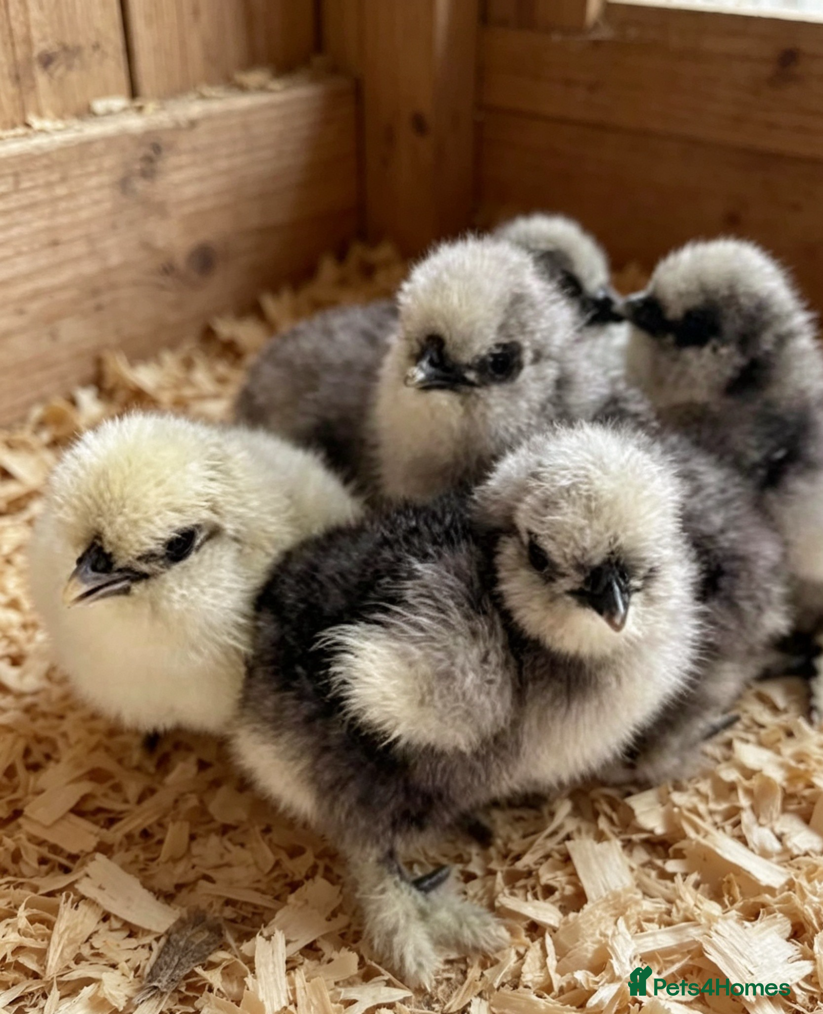 Chickens poultry SILKIES AVAILABLE!!  POLISH AVAILABLE! - Advert 11