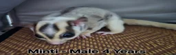 Sugar Glider rodents for sale: Sugar Gliders for Rehoming – 2 Pairs Available 🐾 - Advert 5