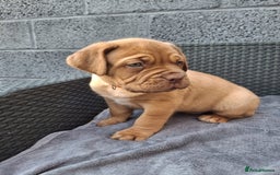 Dogue De Bordeaux dogs for sale: Beautiful litter of dogue de bordeauxs - Image 24