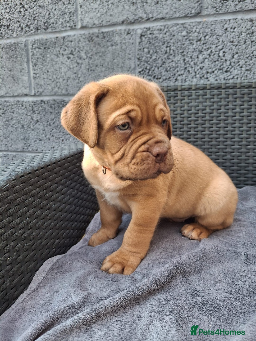 Dogue De Bordeaux dogs for sale: Beautiful litter of dogue de bordeauxs - Image 24
