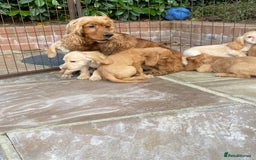 Cocker Spaniel dogs for sale: Gorgeous Adorable Golden Type Cocker  Spaniel  - Image 2