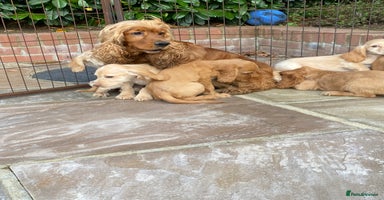 Cocker Spaniel dogs - Advert 5