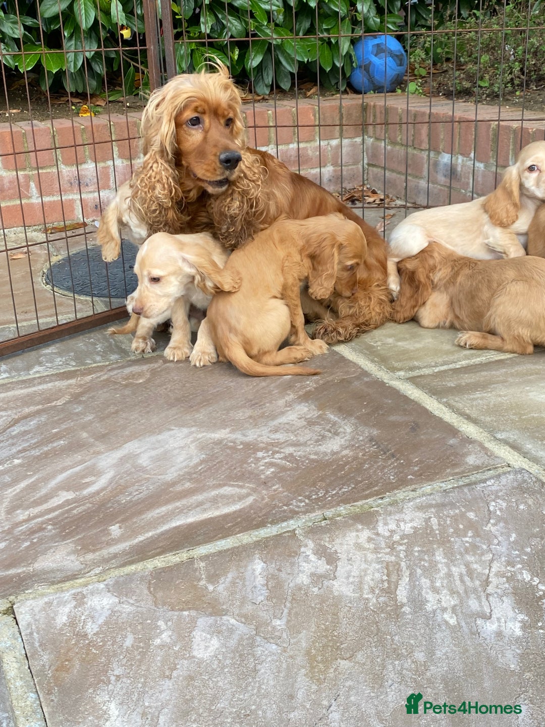Cocker Spaniel dogs for sale: Gorgeous Adorable Golden Type Cocker  Spaniel  - Image 2