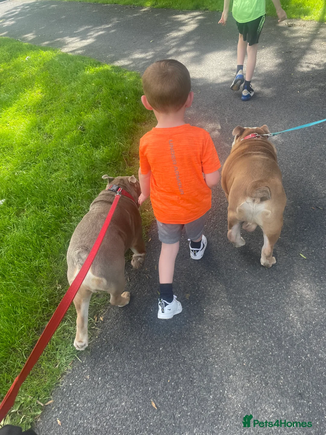 English Bulldog dogs for sale: English bulldog  in Flint - Advert 6