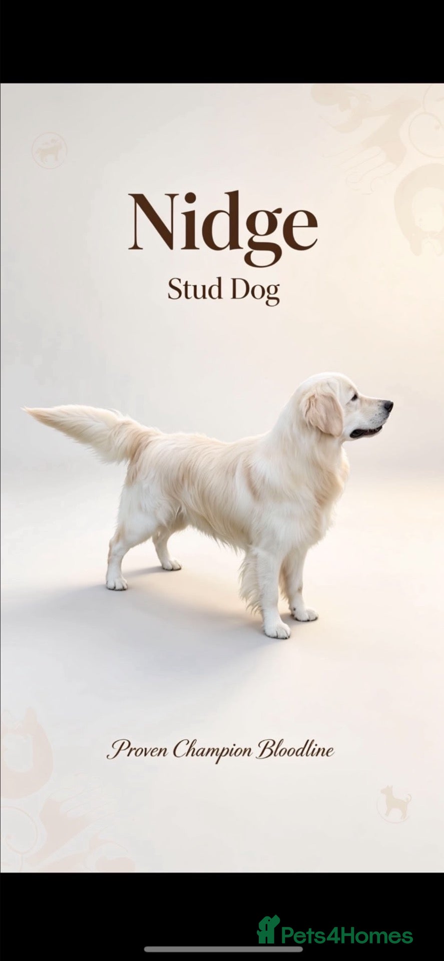 Golden Retriever dogs Kc golden retrievers  - Advert 1