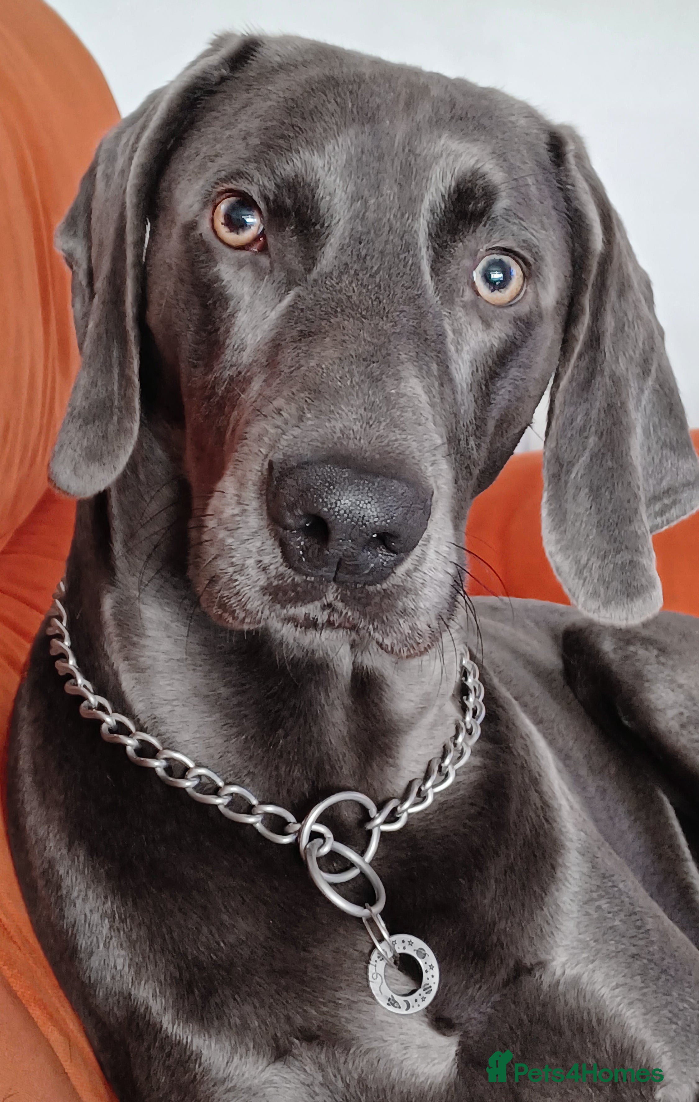 Weimaraner dogs No Cost 1 Year Old Blue Weimaraner For Stud - Advert 1
