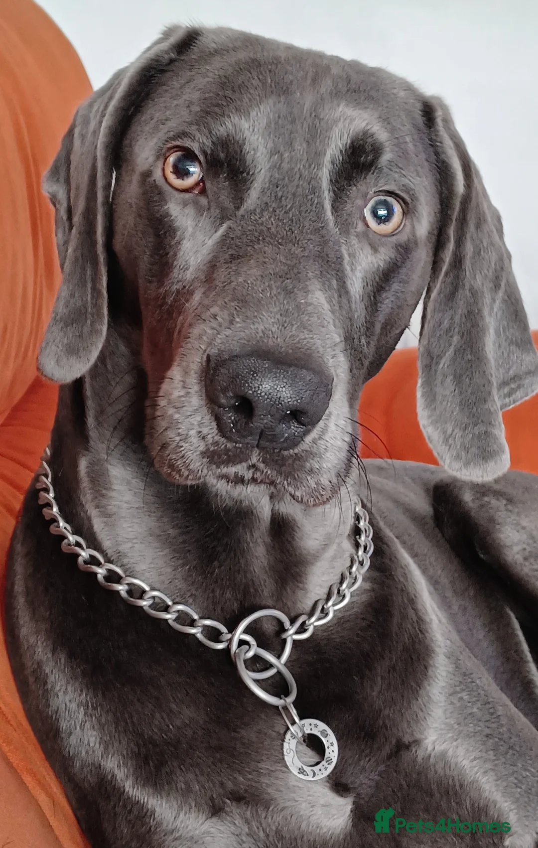 Weimaraner dogs for stud: No Cost 1 Year Old Blue Weimaraner For Stud - Advert 1