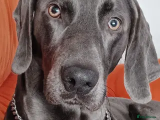 Weimaraner dogs No Cost 1 Year Old Blue Weimaraner For Stud - Advert 1