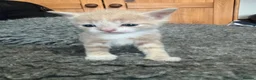 Mixed Breed cats for sale: Kittens - Advert 6