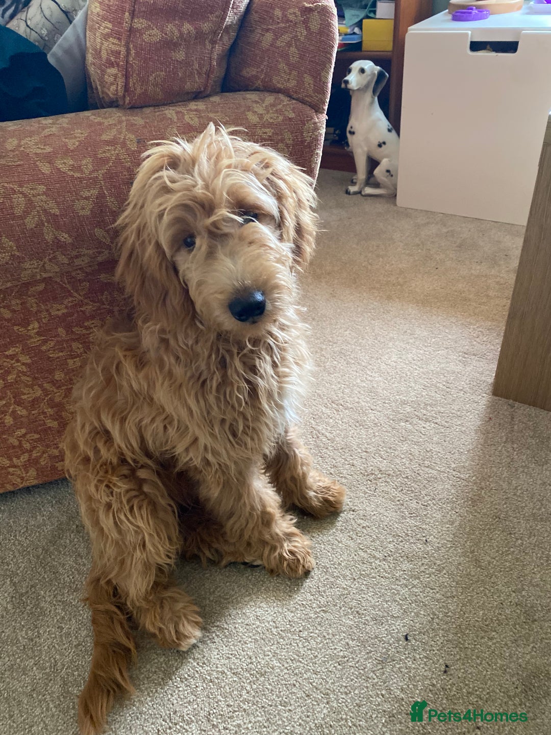 Mini Goldendoodle dogs for sale: Goldendoodle Girl - Image 9