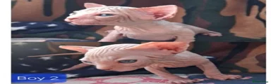 Sphynx 2