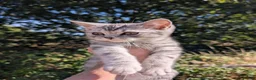 British Shorthair cats for sale: Full British shorthairs kittens READY NOW! - Advert 16