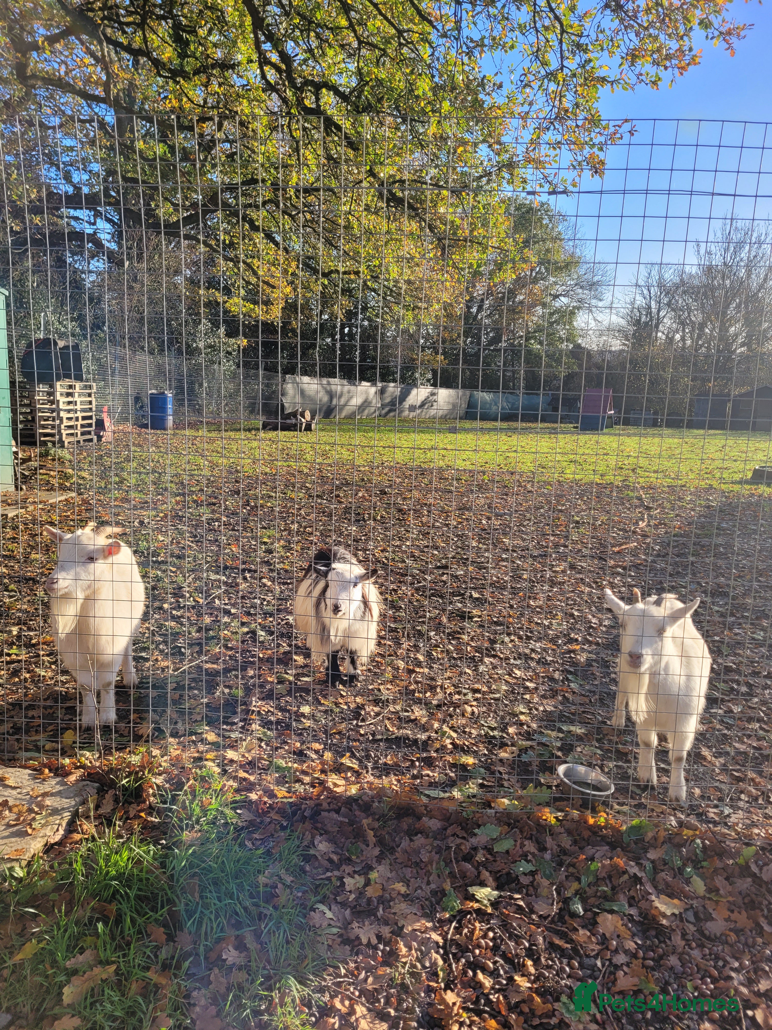 Goats livestock Pygmy Goats x 3  - Advert 13