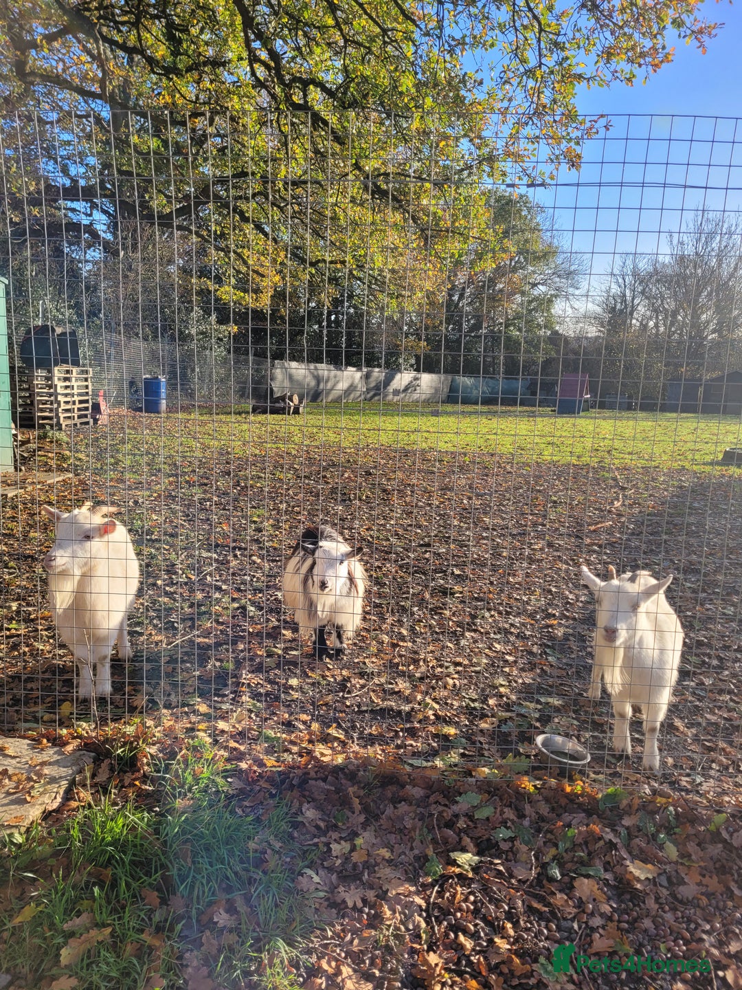 Goats livestock for sale: Pygmy Goats x 3  - Advert 1