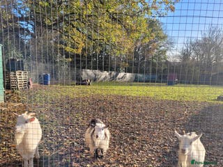 Goats livestock Pygmy Goats x 3 - Advert 5