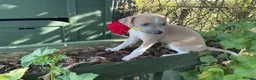 Italian Greyhound dogs for sale: Royal kennel club registered  - Advert 28