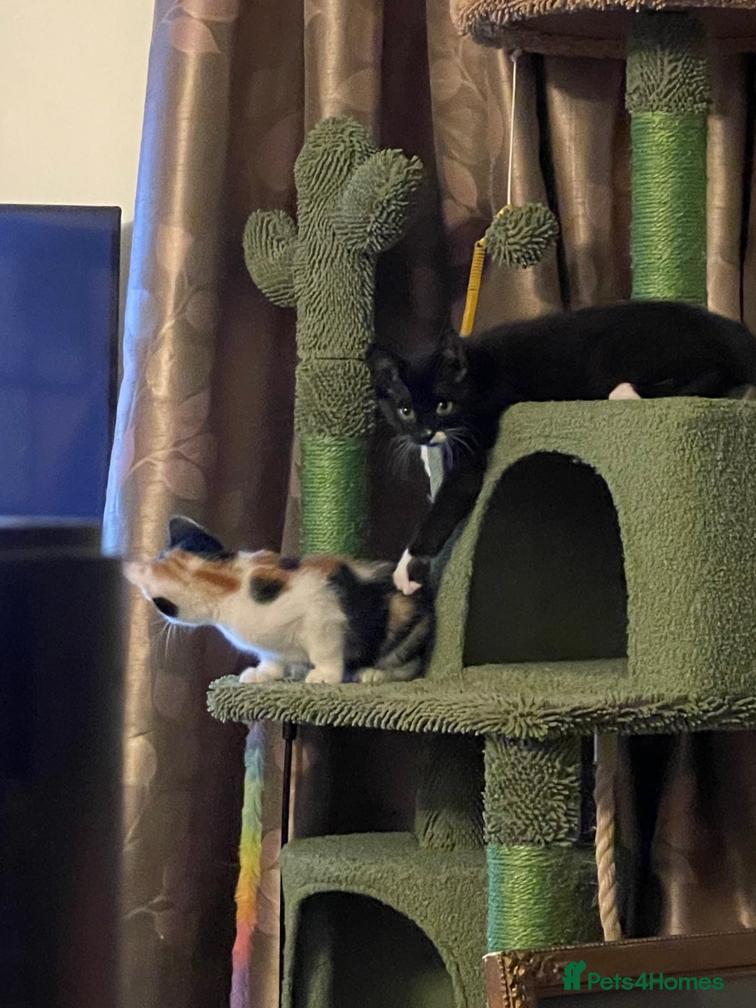 Mixed Breed cats for sale: Kitten for sale  - Advert 9