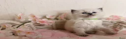 Ragdoll cats for sale: 10 Stunning Ragdoll Kittens available 🐾 in Henfield - Advert 15
