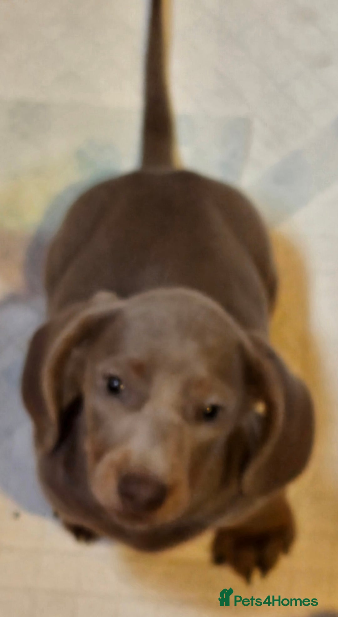 Miniature Dachshund dogs for sale: READY NOW...isabella miniature dachshund pups  - Image 4