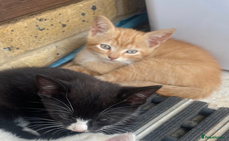 Mixed Breed cats - Advert 3