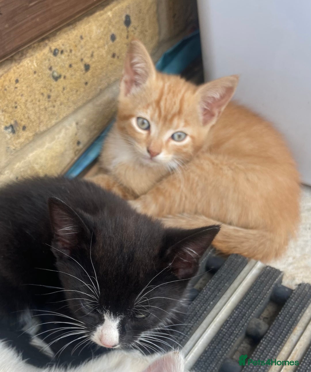 Mixed Breed cats for sale: 2 kittens for sale - Image 1