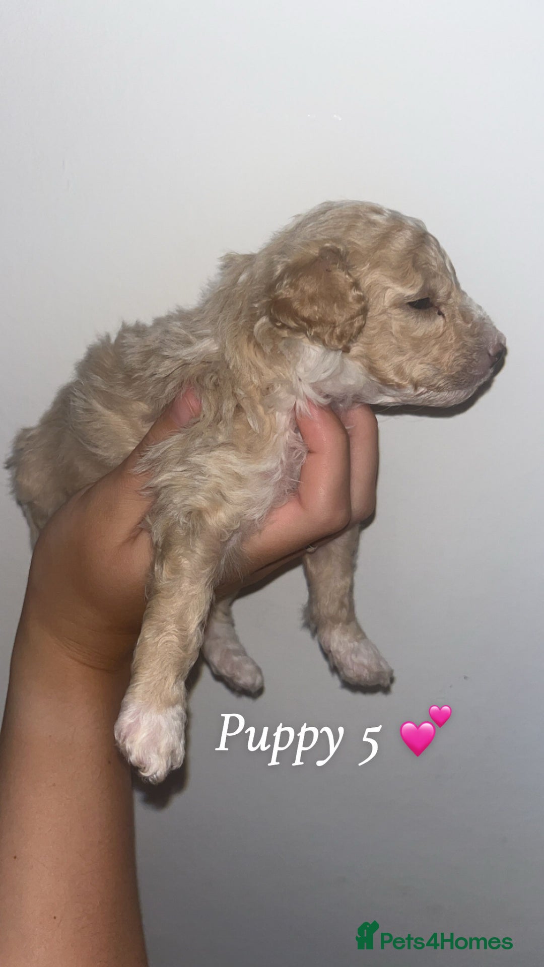 Poochon dogs for sale: Poochon puppies looking for their forever homes 🩷 - Image 5