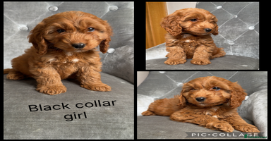 Cockapoo dogs - Advert 10