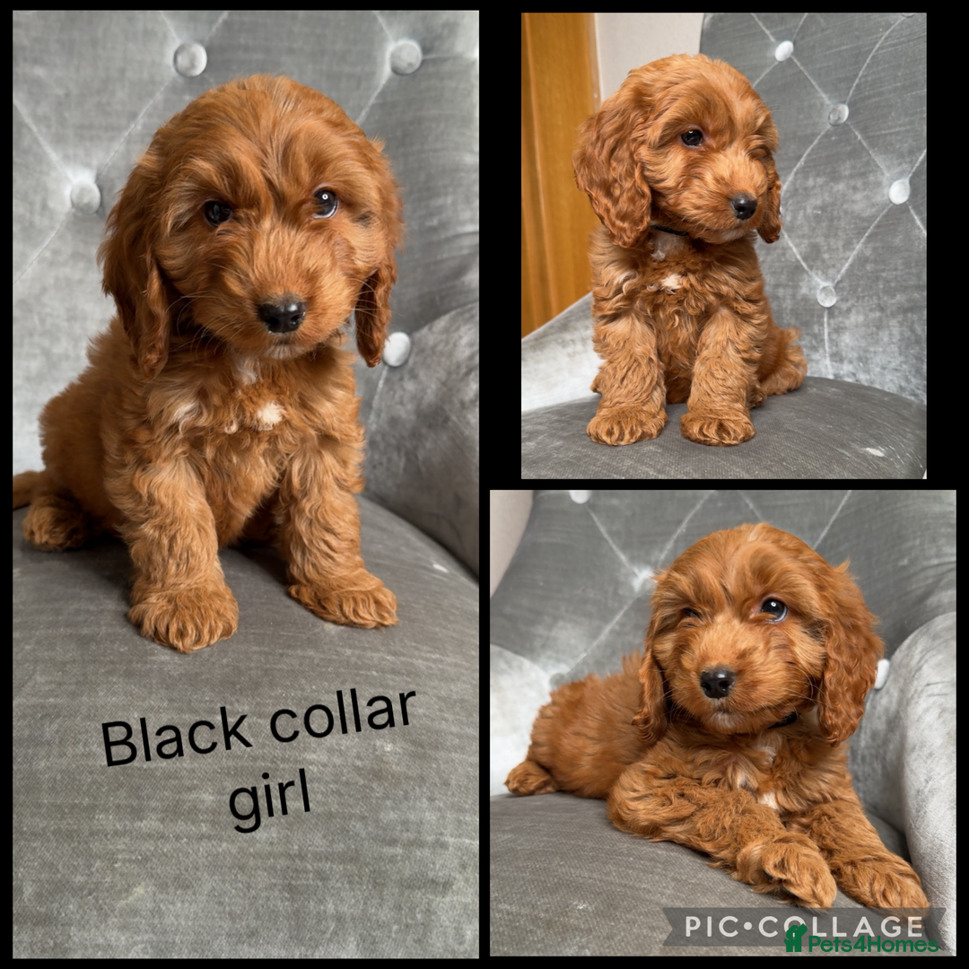 Cockapoo dogs for sale: Ready now F1 Cockapoos  - Image 6