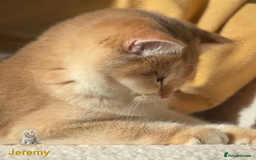 British Shorthair cats for sale: World Class Golden BSH/BLH Chinchilla, Shaded & CP - Image 4