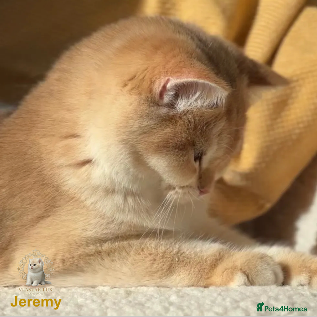 British Shorthair cats for sale: World Class Golden BSH/BLH Chinchilla, Shaded & CP - Image 4