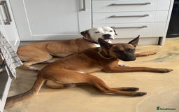 Mixed Breed dogs for sale: Belgium Malinios *DOG HANDLER ONLY* - Image 3