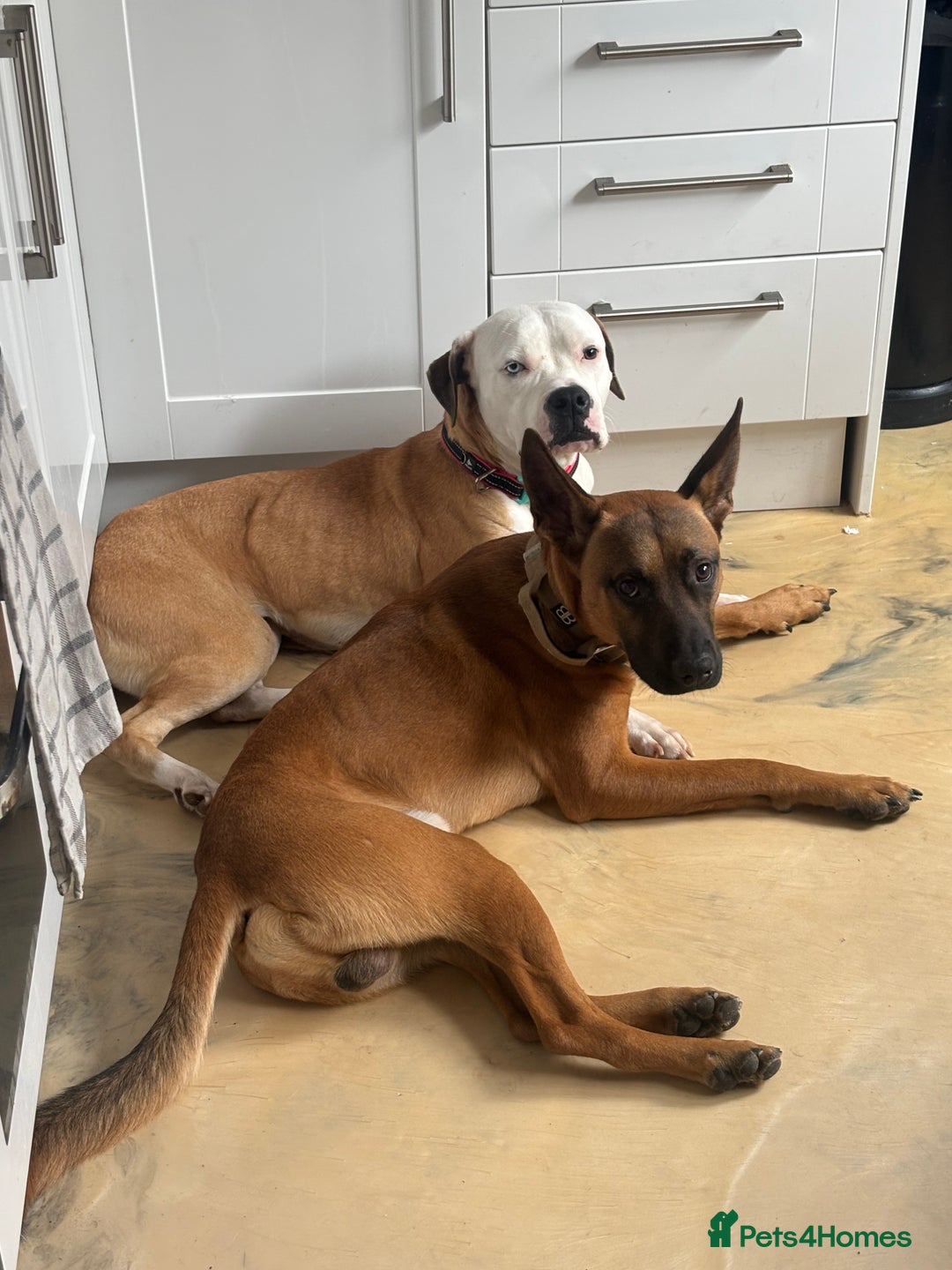 Mixed Breed dogs for sale: Belgium Malinios *DOG HANDLER ONLY* - Image 3