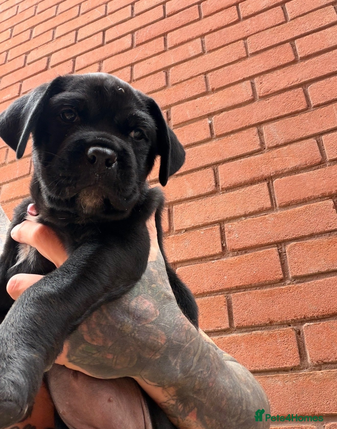 Mixed Breed dogs Cane Corso/Rottweiler puppies - Advert 2