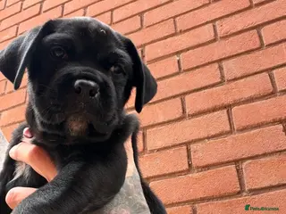 Mixed Breed dogs Cane Corso/Rottweiler puppies - Advert 2