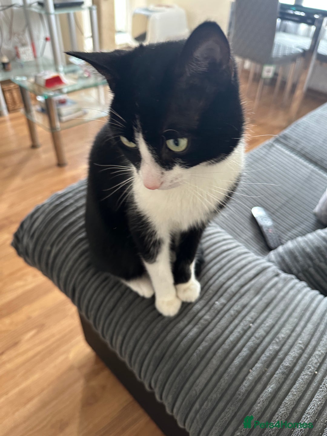 Domestic Shorthair cats for sale: Lovely cat-Tuxedo black and white breed  - Image 1