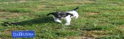 English Springer Spaniel dogs for sale: Fully health tested working springer spaniels  in Buckingham - Advert 7