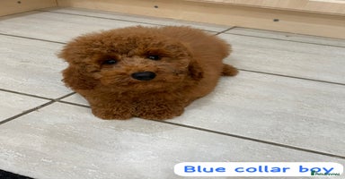Cavapoochon dogs - Advert 10