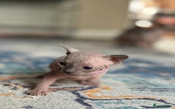 Sphynx cats for sale: TICA REGISTERED CANADIAN Elf Sphynx 1 kitten left  - Image 27