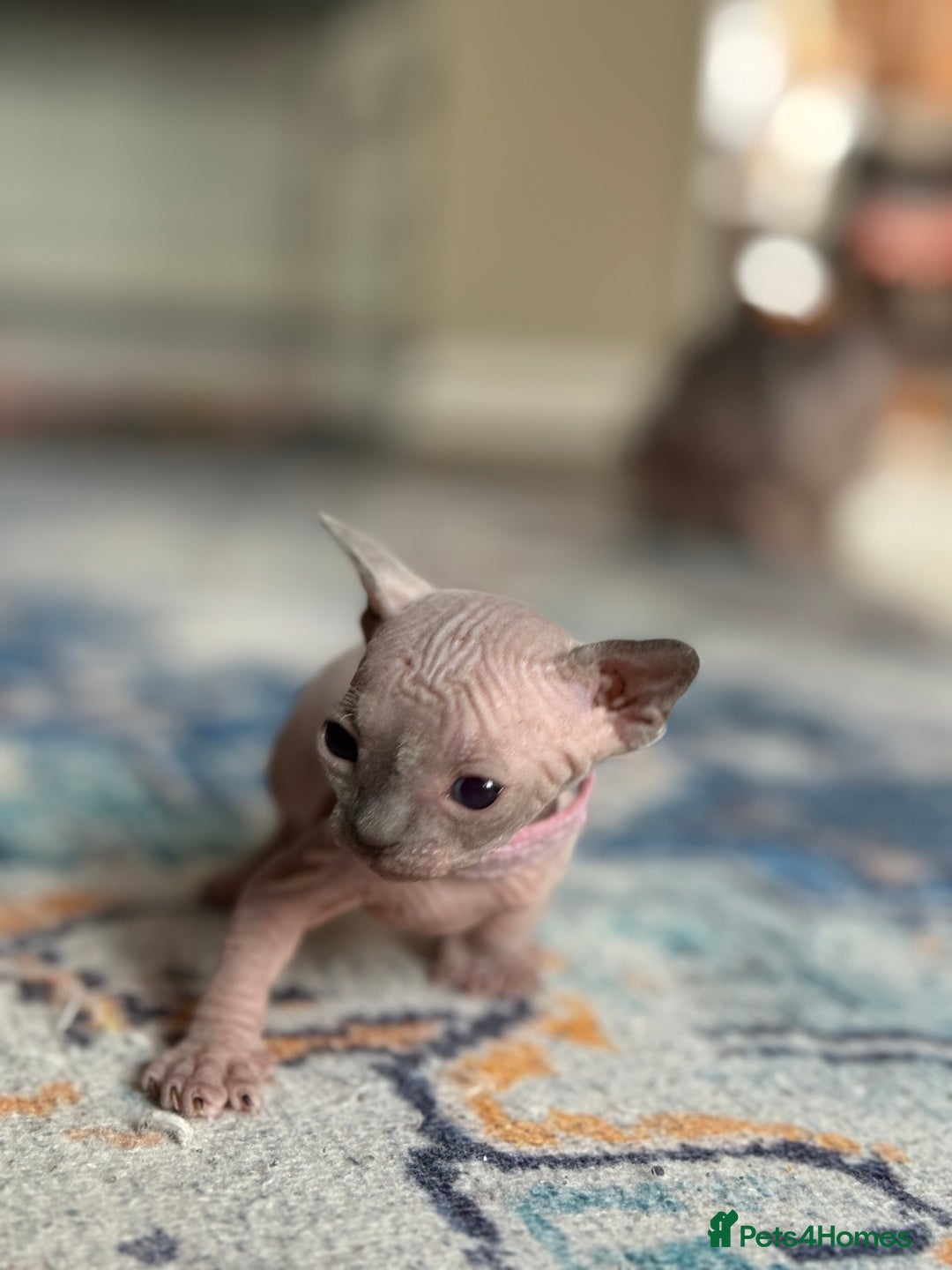 Sphynx cats for sale: TICA REGISTERED CANADIAN Elf Sphynx 1 kitten left  - Image 27