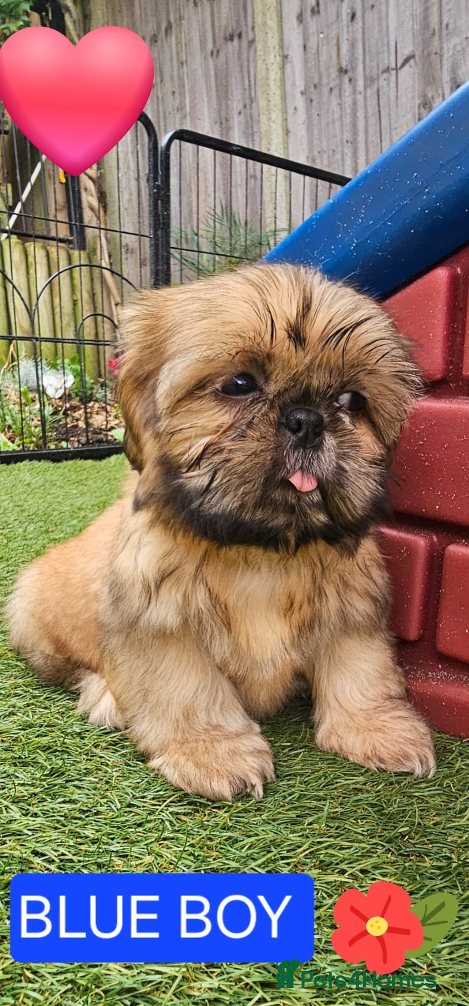 Shih Tzu dogs  💞 QUALITY STANDARD SHIH TZU COMING SOON💕 - Advert 6