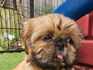 Shih Tzu dogs 💞 QUALITY STANDARD SHIH TZU COMING SOON💕 - Advert 6