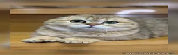 Scottish Fold cats for sale: TICA Registered Scottish Fold & Straight kittens - Advert 1